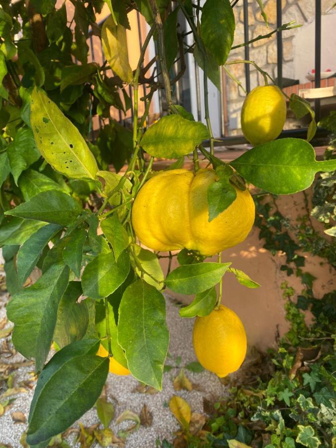 Maison Saint Paul Bnb La Colle-sur-Loup Dış mekan fotoğraf